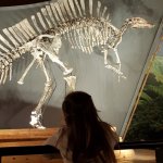 Il dinosauro Ouranosaurusnigeriensis nella sala dedicata alla spedizione scientifica di G. Ligabue in Niger